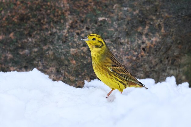 Yellowhammer Emberiza citrinella