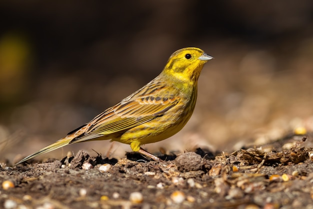 Yellowhammer sentado en el suelo a la luz del sol desde un lado