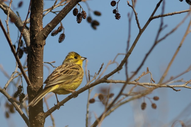 ¡Yellowhammer!