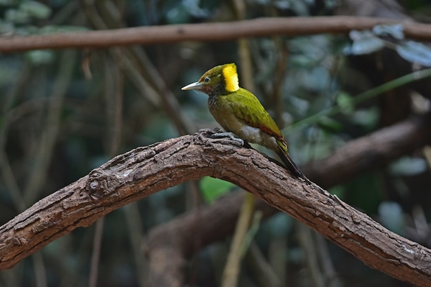 Foto yellownape mayor sentado en un tronco de árbol