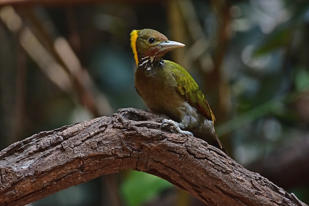 Foto yellownape mayor sentado en un tronco de árbol