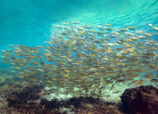 Yellowstripe scad Yellowstripe trevally Thinscale trevally