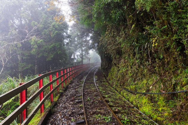 Foto yilan taiwan 05 de dezembro de 2023 trem bong bong de cor amarela na área recreativa da floresta nacional de taipingshan em yilan