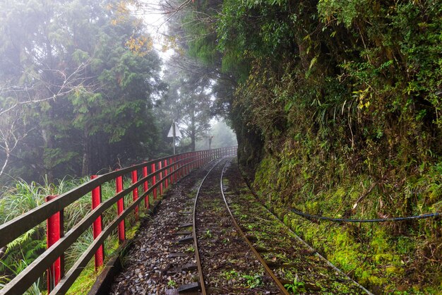 Yilan Taiwán 05 de diciembre de 2023 Tren Bong Bong de color amarillo en el Área Recreativa del Bosque Nacional de Taipingshan en Yilan