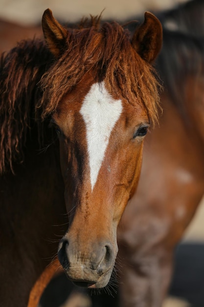 Yilki-Pferd in Kayseri, Türkei