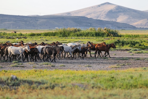 Yilki-Pferde, die auf dem Gebiet Kayseri, Türkei, laufen