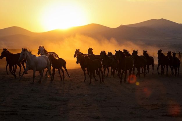 Yilki-Pferde, die auf dem Gebiet Kayseri, Türkei, laufen