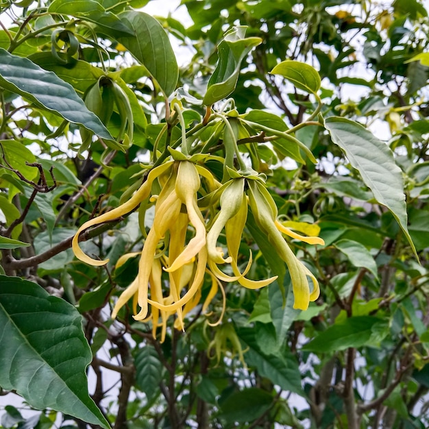 Ylang-Ylang-Blüten (Cananga odorata). Cananga odorata, bekannt als Ylang-Ylang oder Canangabaum.