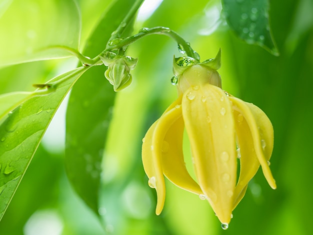 Ylang-Ylang-Blumenbaum