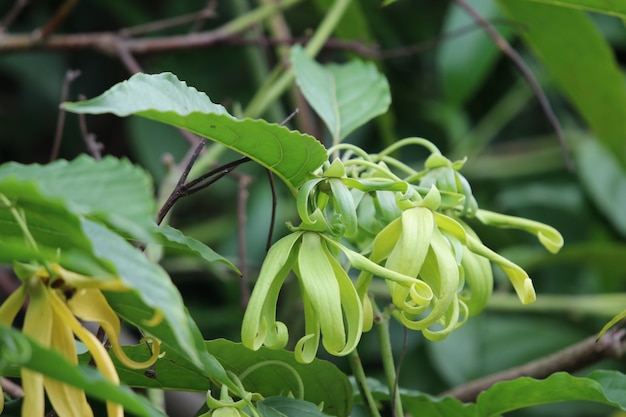 Ylang Ylang gelbe und grüne Blüten Aromaöl aus natürlicher Frische am Baum