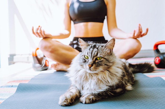 Yoga em casa com animais de estimação