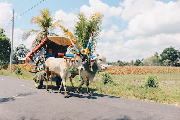 Yogyakarta Indonésia novembro 2019 Carrinho de vaca ou Gerobak Sapi com dois bois brancos puxando carrinho de madeira com feno na estrada na Indonésia participando do Festival Gerobak Sapi