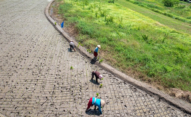 YogyakartaIndonesia 20 de diciembre de 2022 mujeres javanesas campesinas plantando plántulas de arroz en Yogyakarta Indonesia