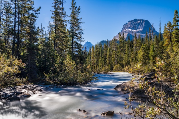 Yoho River mit Wapta Mountain und einem Wald