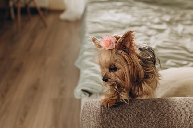 Foto yoksher terrier mit schleife auf dem kopf auf der couch