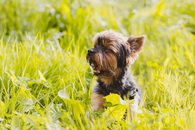 Yokshire Terrier für einen Spaziergang im Gras