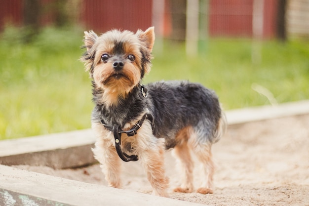 Foto yokshire terrier a pasear por la hierba