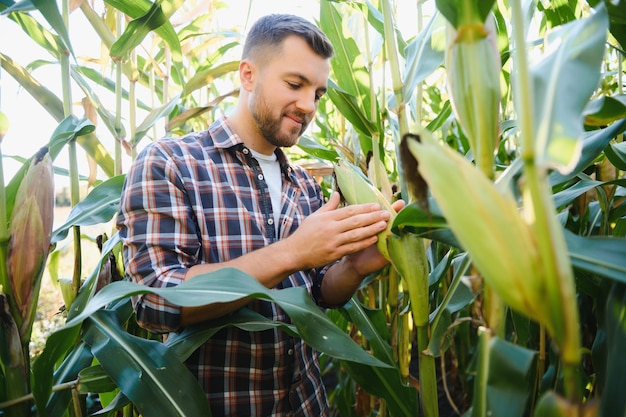 Yong guapo agrónomo en el campo de maíz y examinando cultivos antes de cosechar. Concepto de agroindustria. ingeniero agrícola de pie en un campo de maíz.