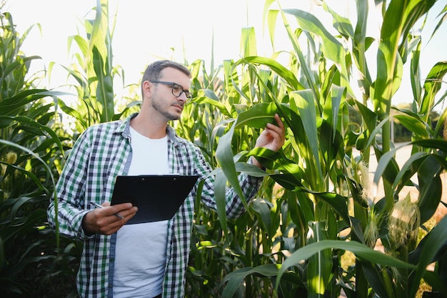 Yong guapo agrónomo en el campo de maíz y examinando los cultivos antes de cosechar el concepto de agronegocios ingeniero agrícola de pie en un campo de maíz