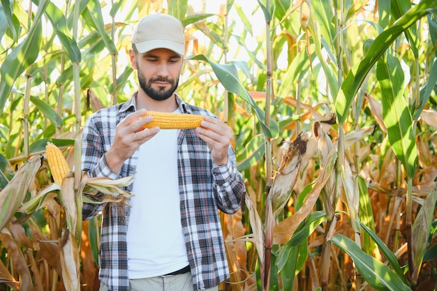 Yong gutaussehender Agronom im Maisfeld und Untersuchung der Ernte vor der Ernte Agribusiness-Konzept Agraringenieur, der in einem Maisfeld steht