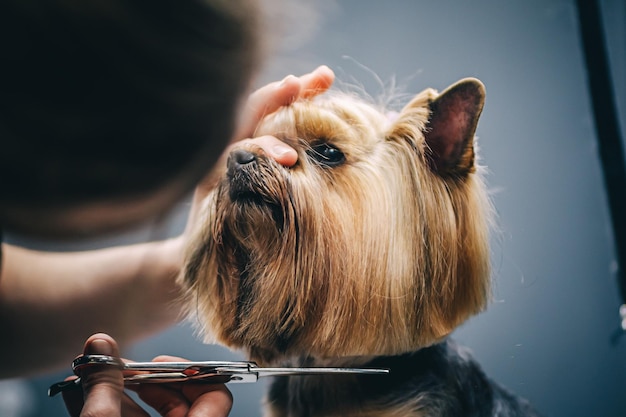 York corte de cabelo e cuidados com foto de alta qualidade