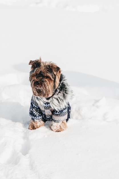 York está de pie en la nieve y mira hacia otro lado.