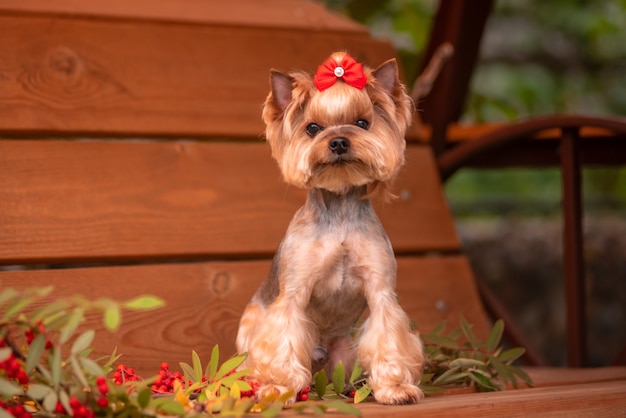 Yorkie sentado en un banco. Hermosa preparación. Pequeña York.