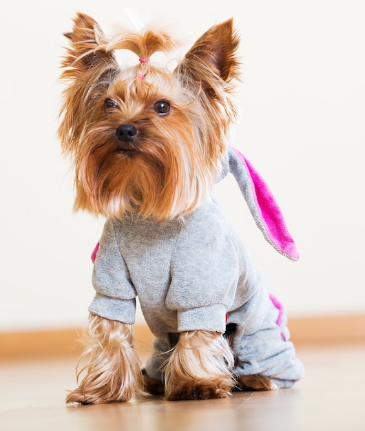 Yorkie vestido con abrigo