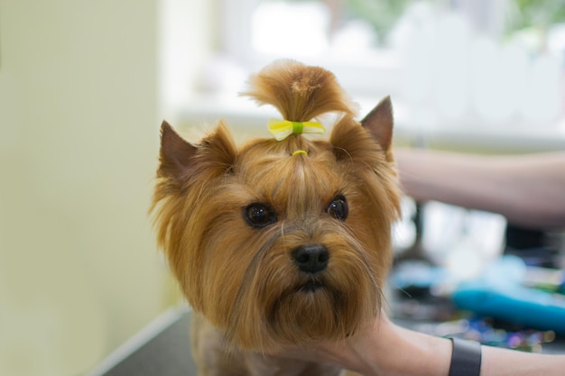 Yorkshire im Pflegesalon Professioneller Groomer, der Haarschnitt für den kleinen Hund macht Lustiges Haustier, das in der Tierklinik steht und vertrauensvoll aussah Pflege des Konzepts der kleinen Freunde