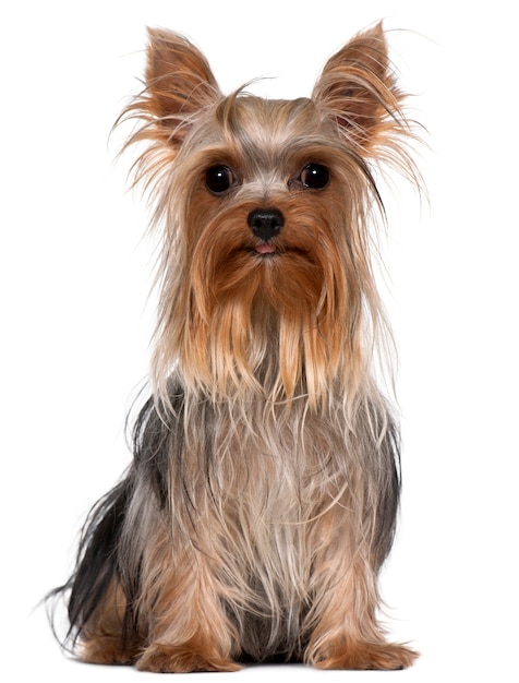 Yorkshire Terrier, 1 ano de idade, sentado em frente a parede branca