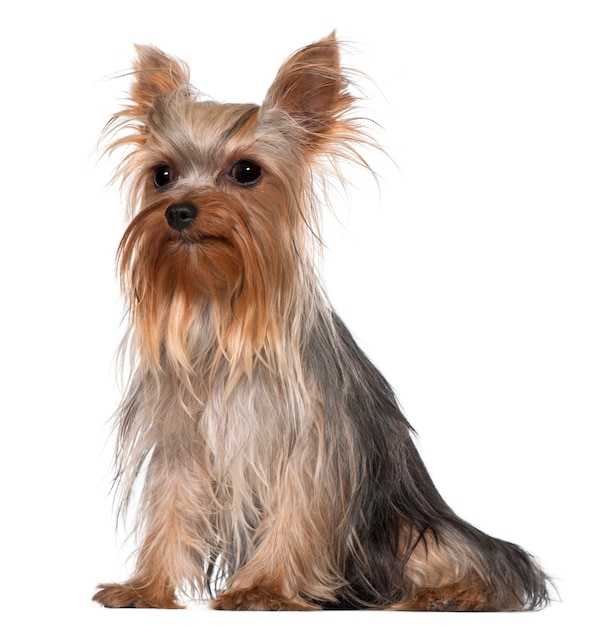 Yorkshire Terrier, 1 ano de idade, sentado em frente a parede branca