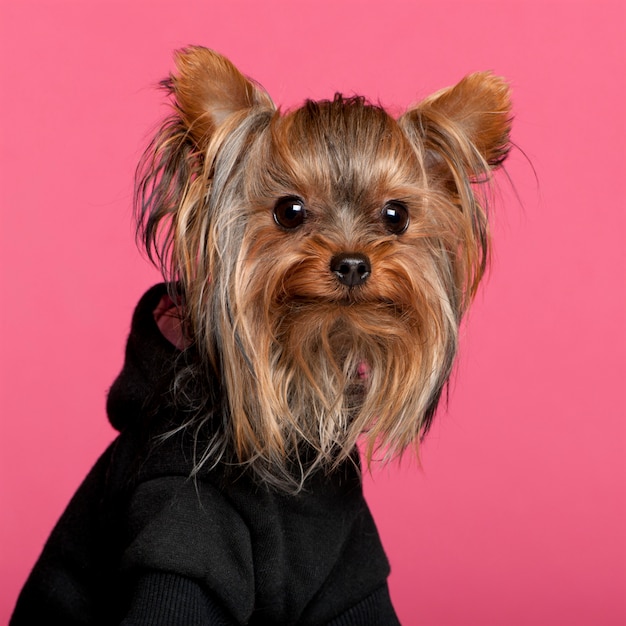 Yorkshire Terrier (1 ano de idade)