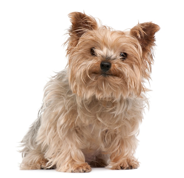 Yorkshire Terrier, 12 Jahre alt, sitzt vor der weißen Wand