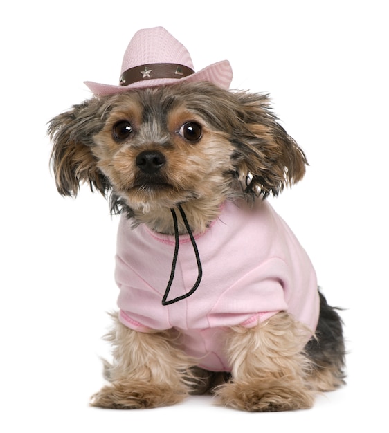 Foto yorkshire terrier, 2 años de edad, vestido y con un sombrero de vaquero rosa sentado frente a una pared blanca