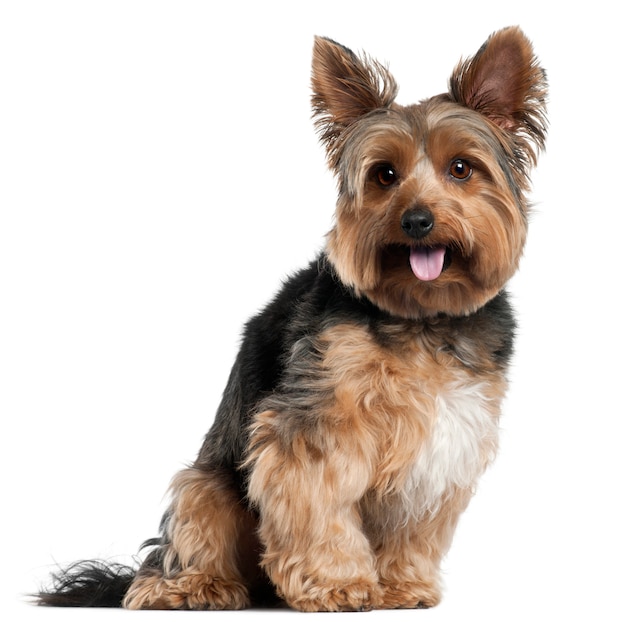 Yorkshire Terrier, 2 Jahre alt, sitzend