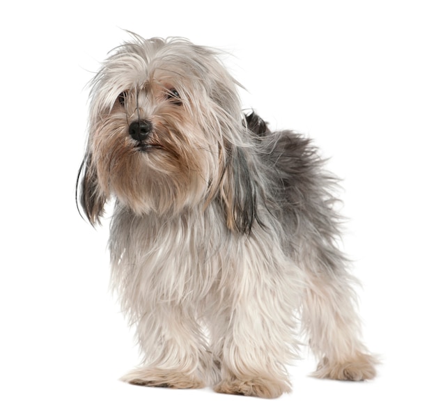 Yorkshire Terrier, 2 Jahre alt, stehend