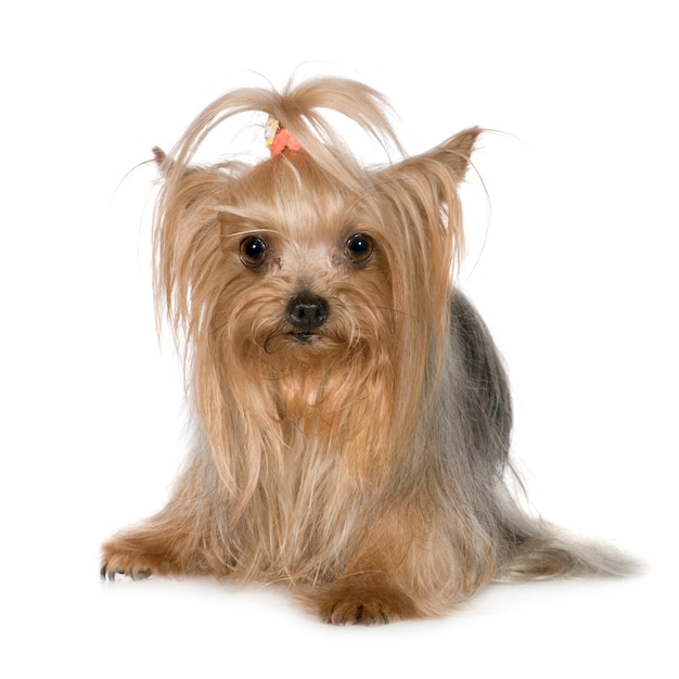 Yorkshire Terrier con 3 años. Retrato de perro aislado