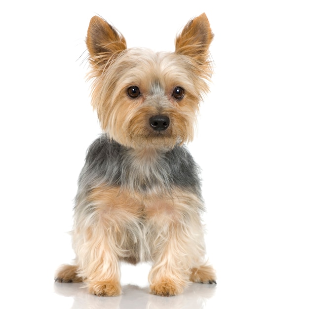 Yorkshire Terrier (3 Jahre)