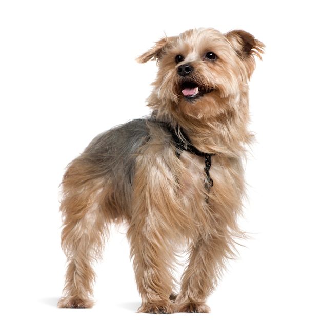 Yorkshire terrier, 4 años de edad, de pie delante de la pared blanca