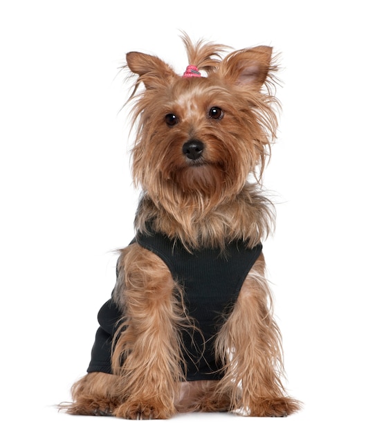 Yorkshire Terrier, 5 Jahre alt, sitzt vor der weißen Wand