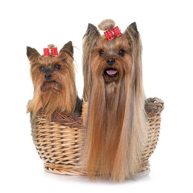 yorkshire terrier adulto