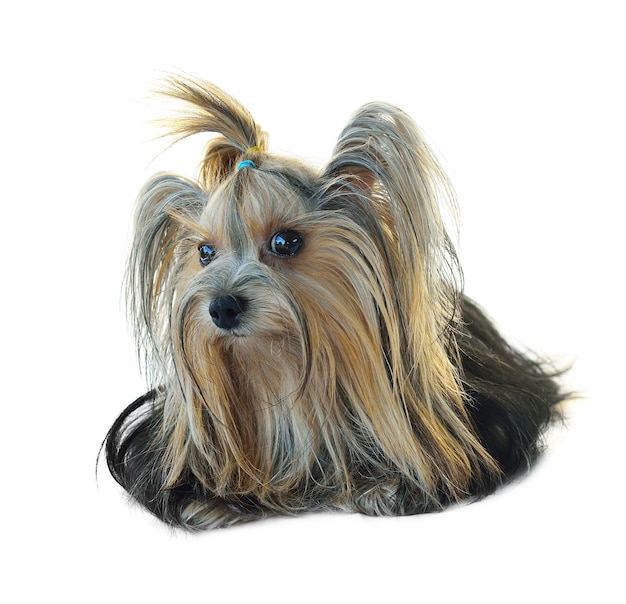 Foto yorkshire terrier aislado en blanco