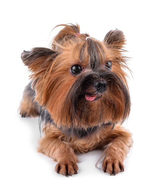 Yorkshire terrier aislado en blanco