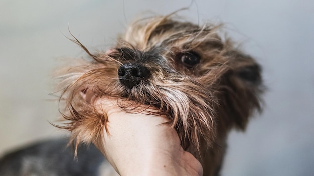 Yorkshire terrier aseo y cepillado en casa por peluquero profesional