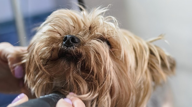 Yorkshire terrier aseo y cepillado en casa por peluquero profesional