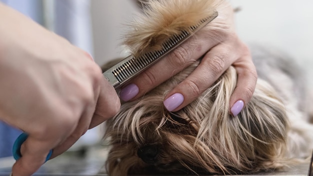 Yorkshire terrier aseo y cepillado en casa por peluquero profesional