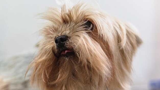 Yorkshire terrier aseo y cepillado en casa por peluquero profesional