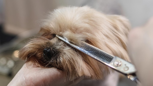 Yorkshire terrier aseo y cepillado en casa por peluquero profesional