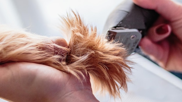 Yorkshire terrier aseo y cepillado en casa por peluquero