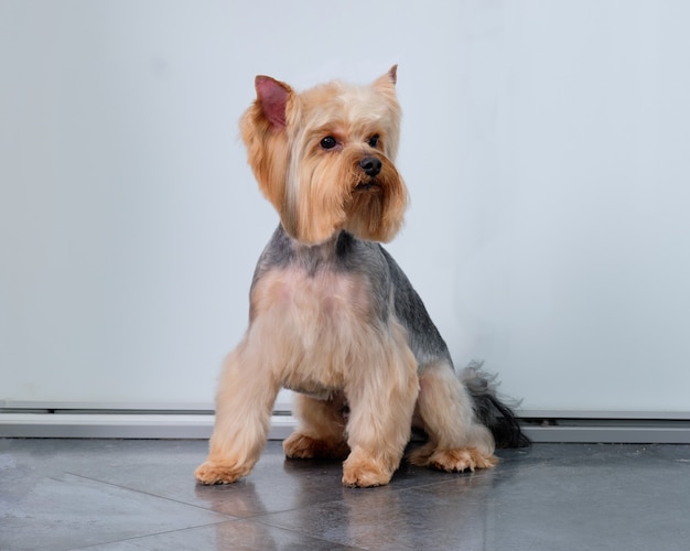 Un Yorkshire Terrier se asienta sobre un suelo de baldosas delante de una puerta